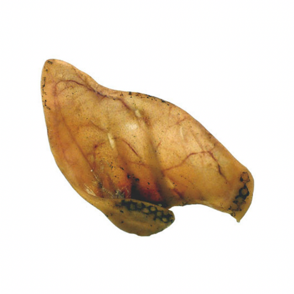 Pigs Ear