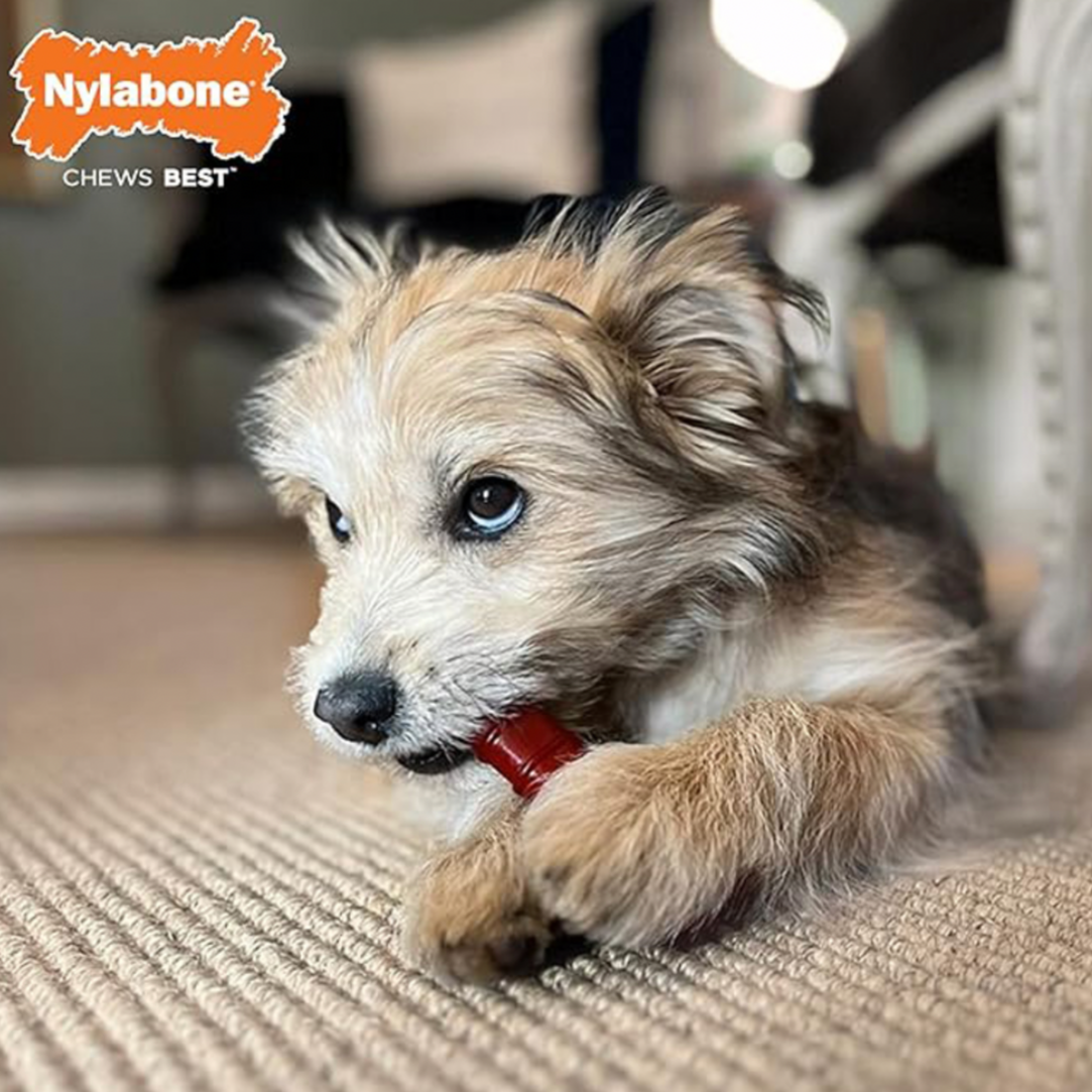 Power Chew Basted Bone Twin Pack