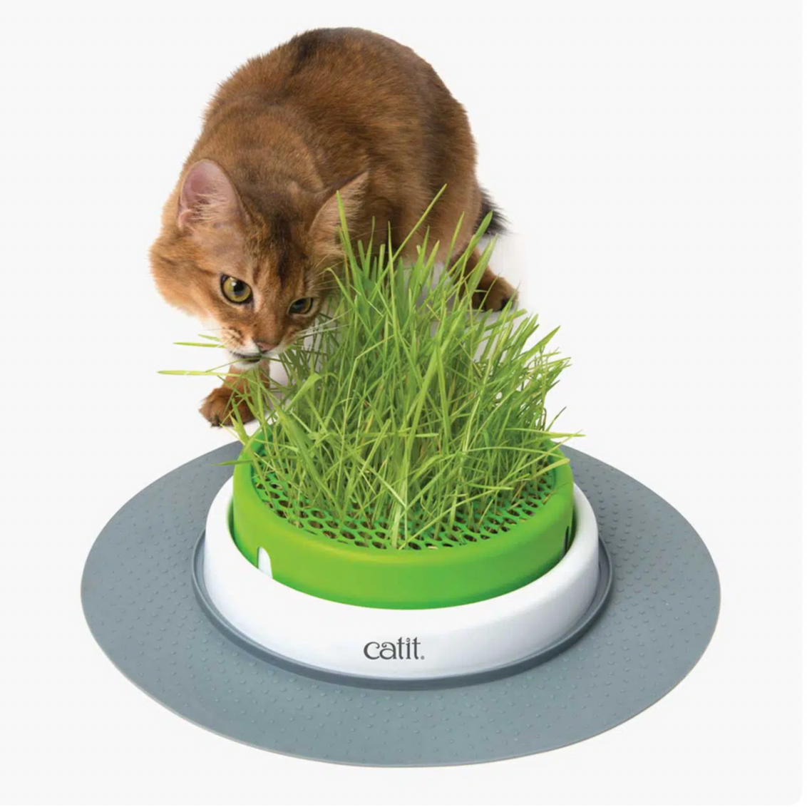 Catit Senses 2.0 Grass Planter