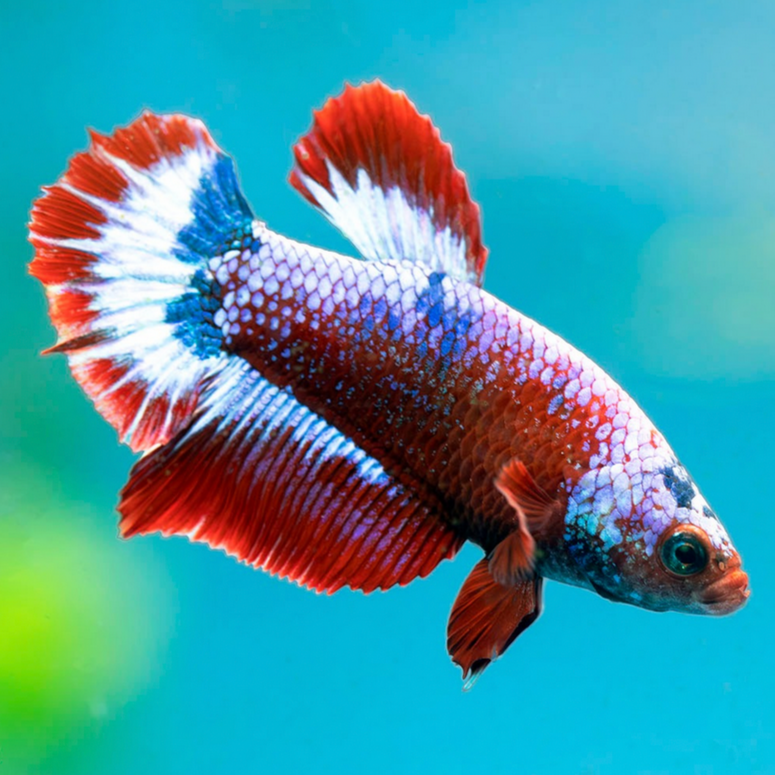 Betta Plakat Hellboy Spiderman