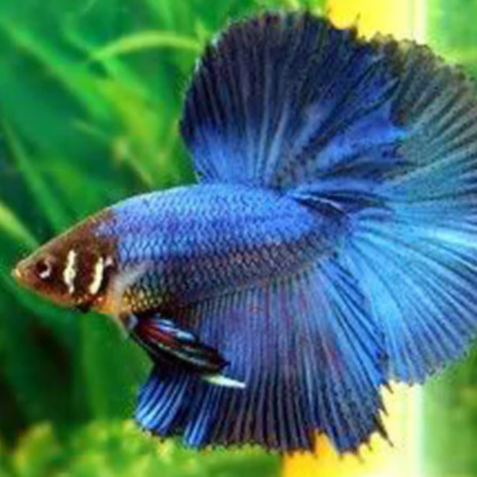 Half Moon Male Betta