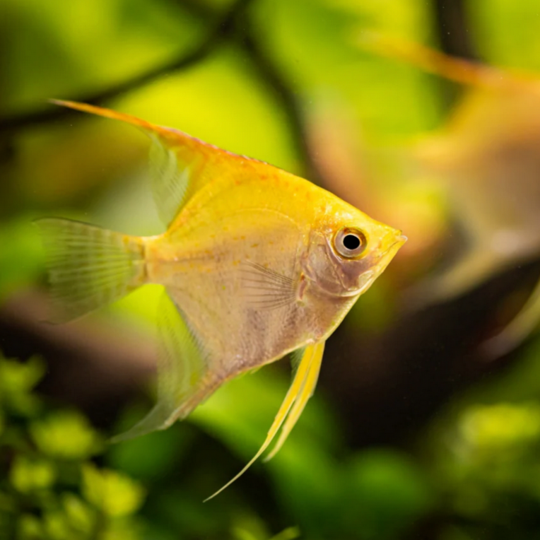 Gold Angel Fish
