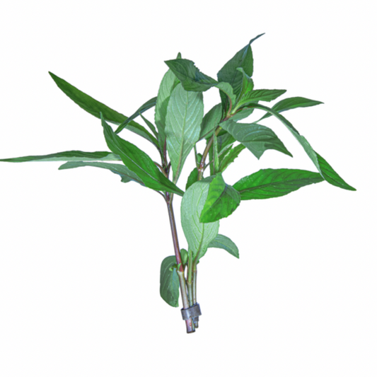 Hygrophila Blue - Bunched