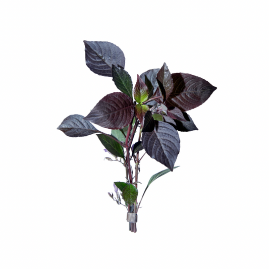 Cherry Leaf - Bunched