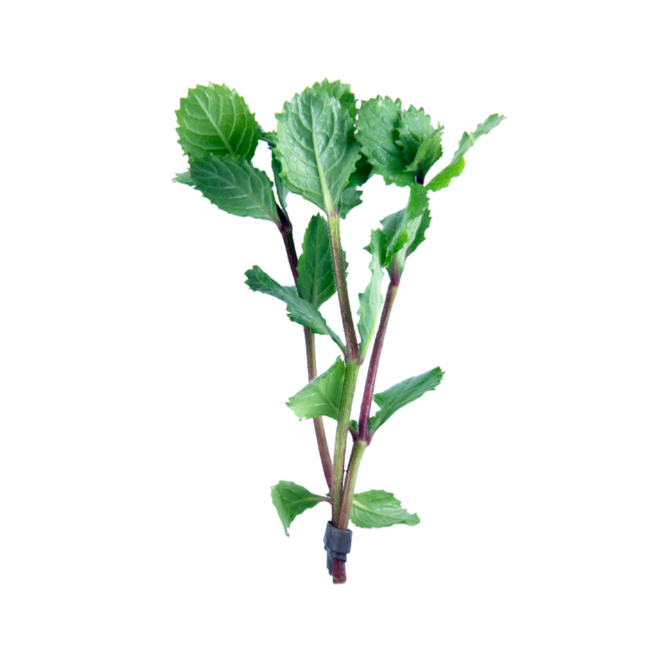 Hygrophila Difformis (Water Wisteria) - Bunched