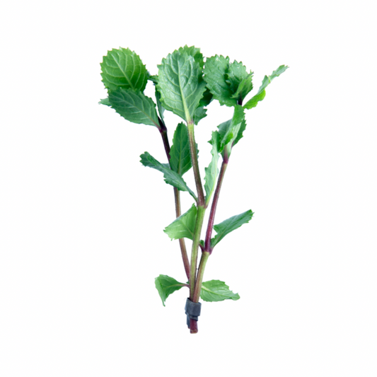 Hygrophila Difformis (Water Wisteria) - Bunched