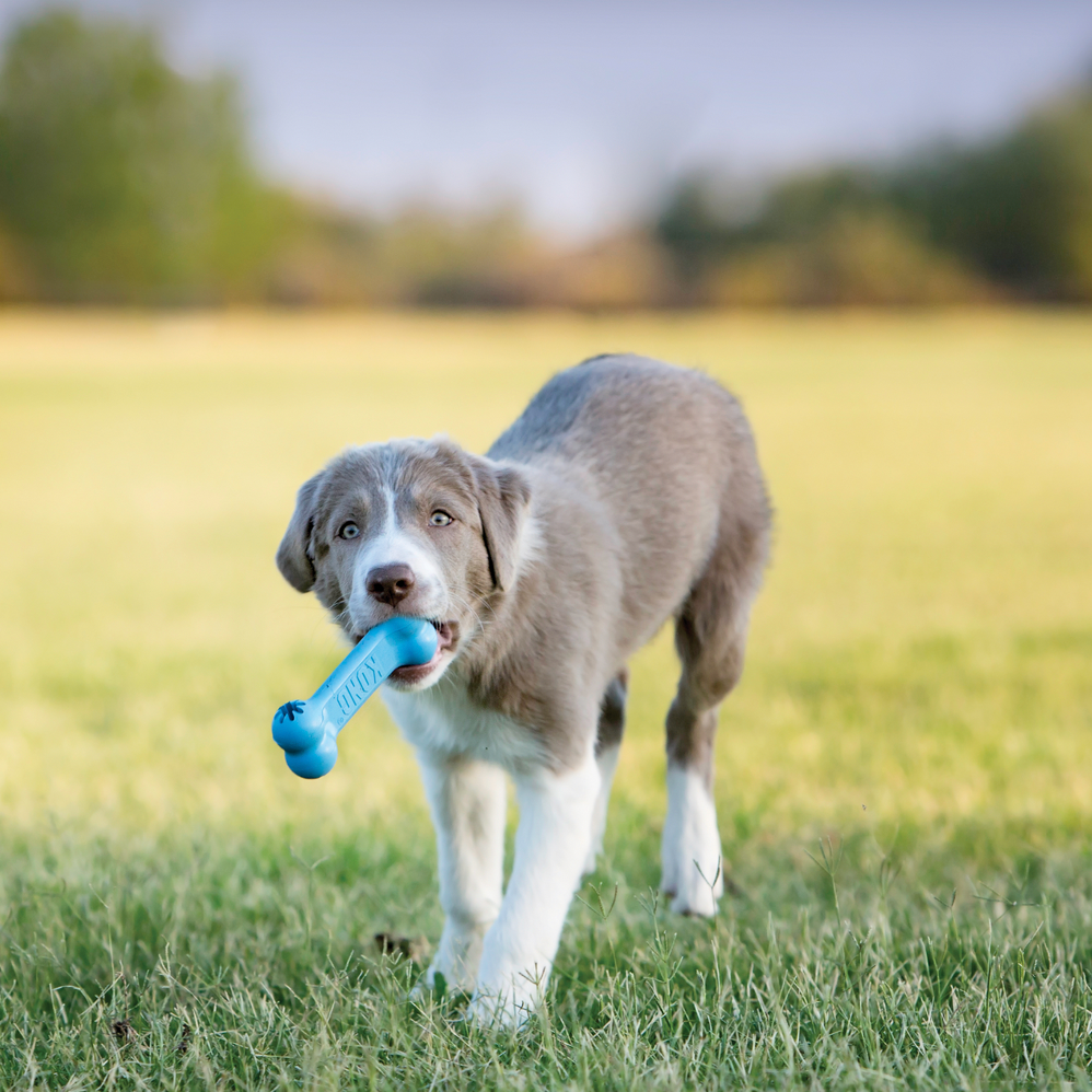 Kong Goodie Bone Puppy