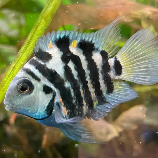 Blue Polar Parrot Cichlid - fry