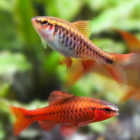 Cherry Barbs
