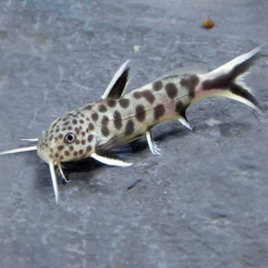 Synodontis Petricola