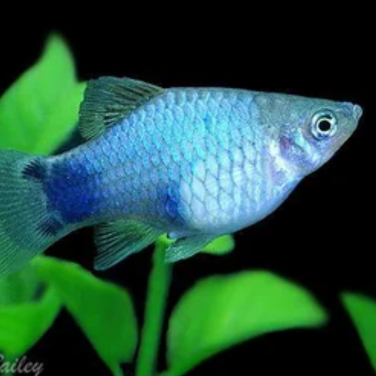 Blue Mickey Mouse Platy