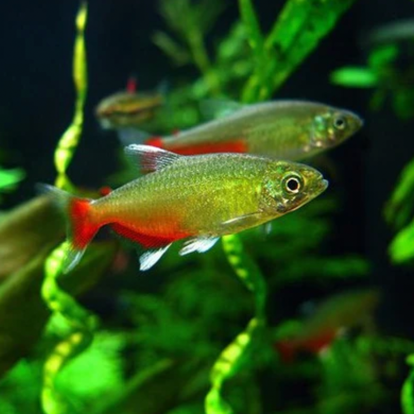Green Fire Tetra