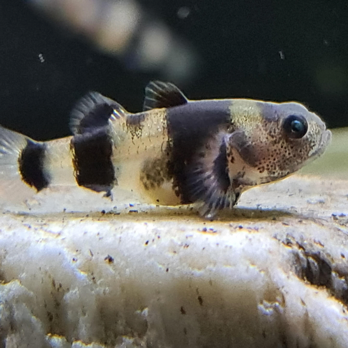 Bumble Bee Goby