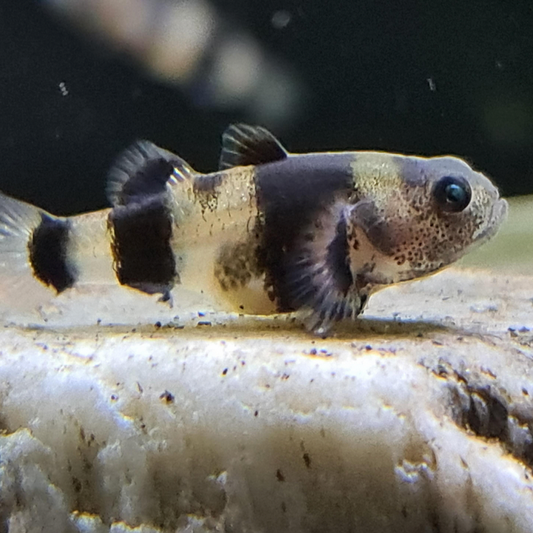Bumble Bee Goby