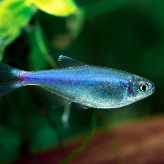 Blue Cochu Tetra