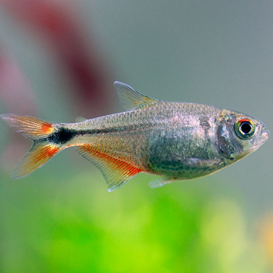 Buenos Aires Tetra