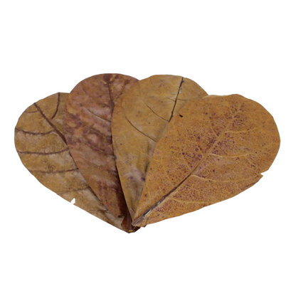 Catappa Leaves 12 Pack