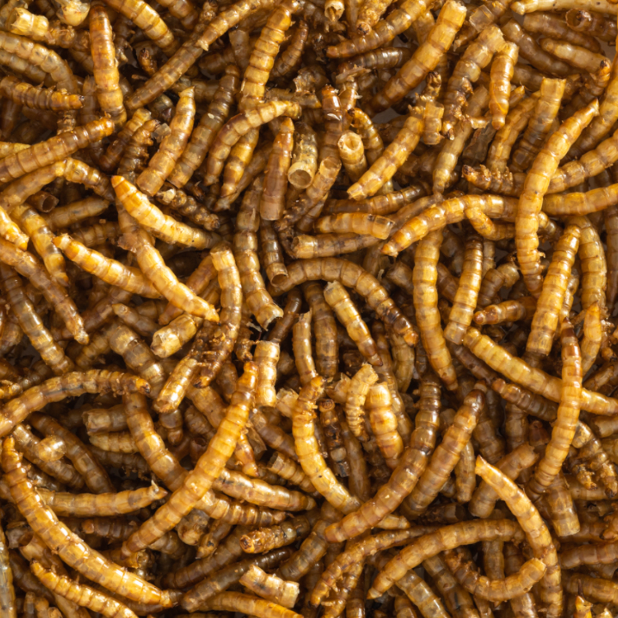 Top Flight Mealworms