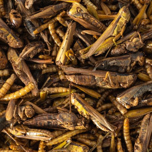 Top Flight Insect Medley 125g