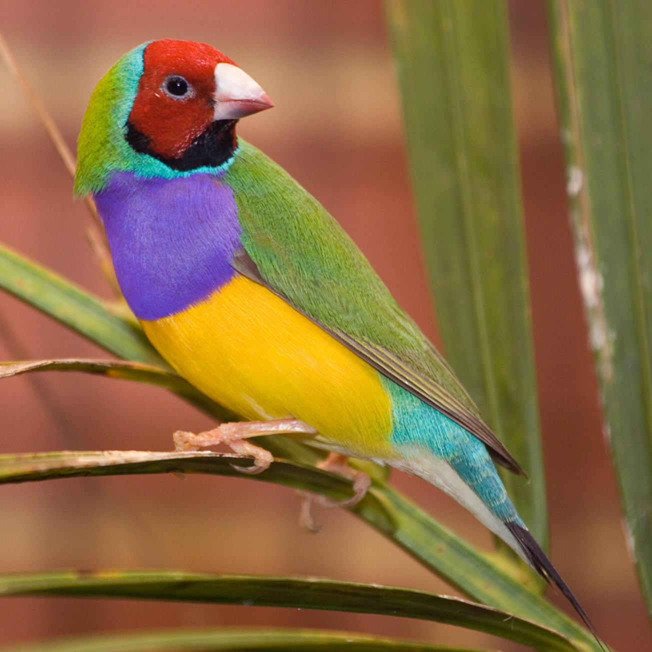 Gouldian finch