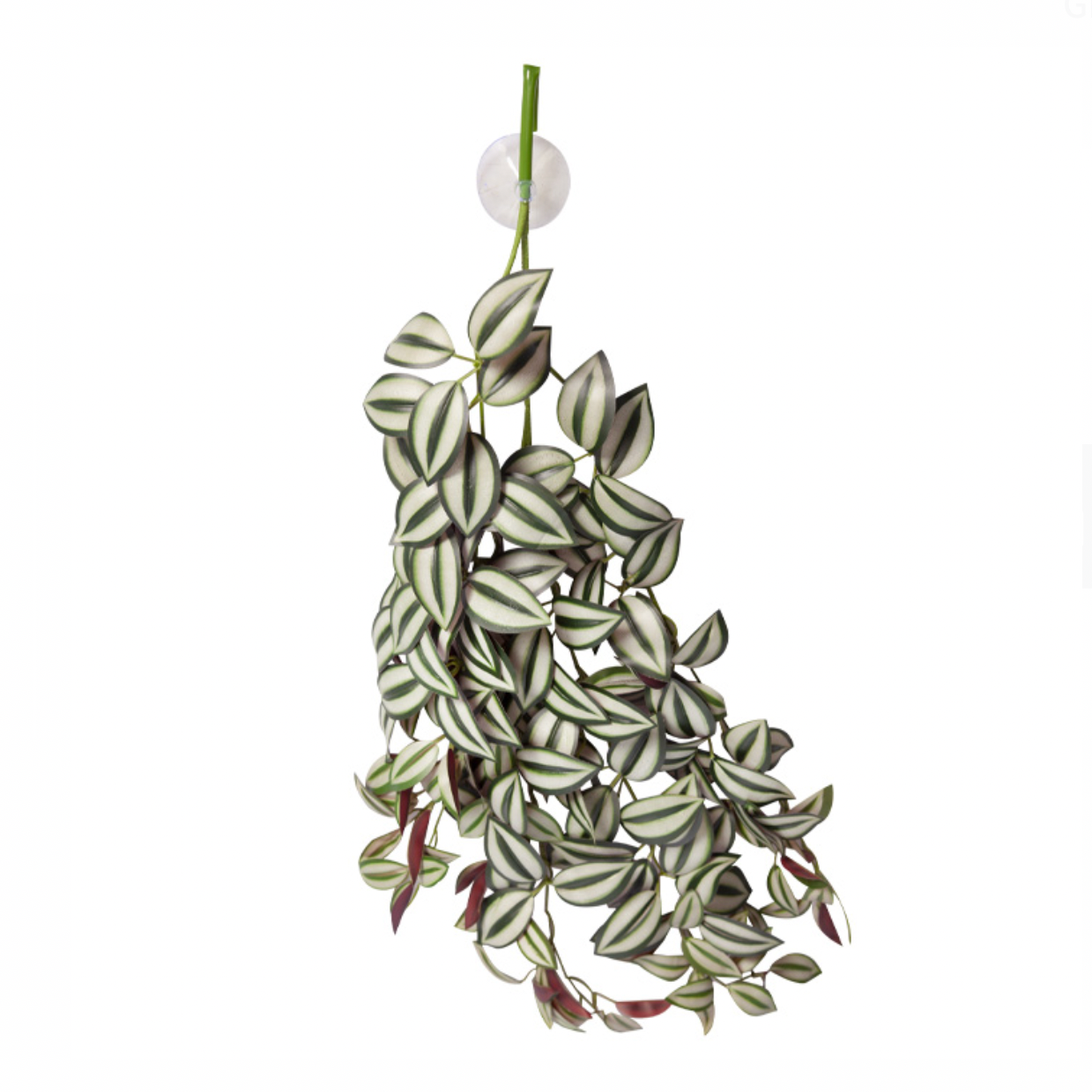Reptile One Hanging Plant 70cm Tradescantia Green Silver W Suction Cup