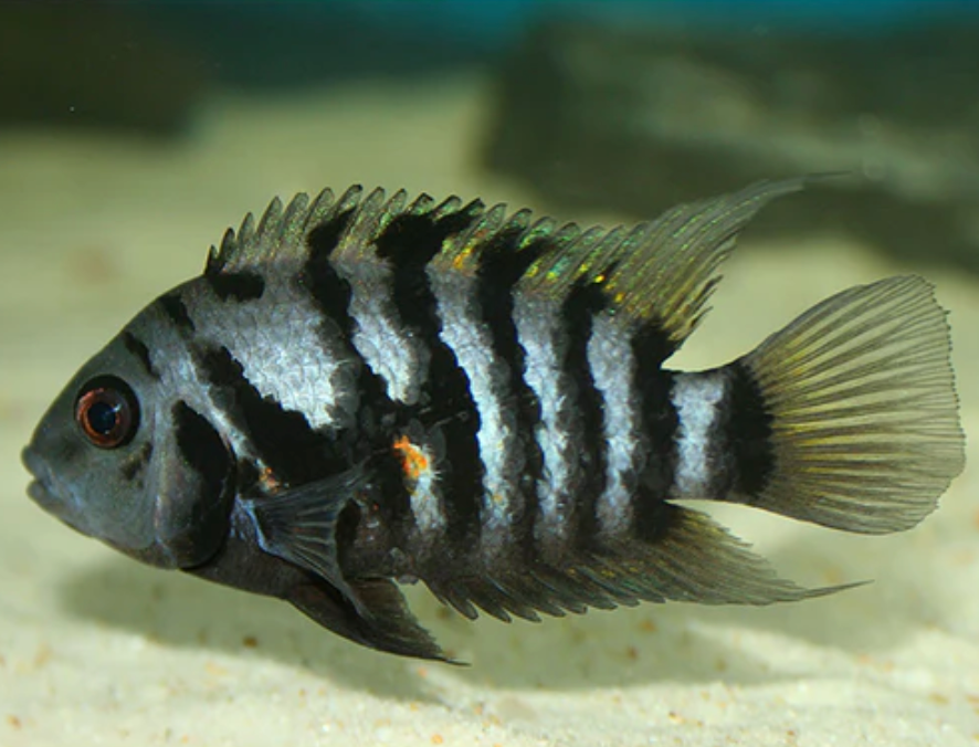 Convict Cichlid