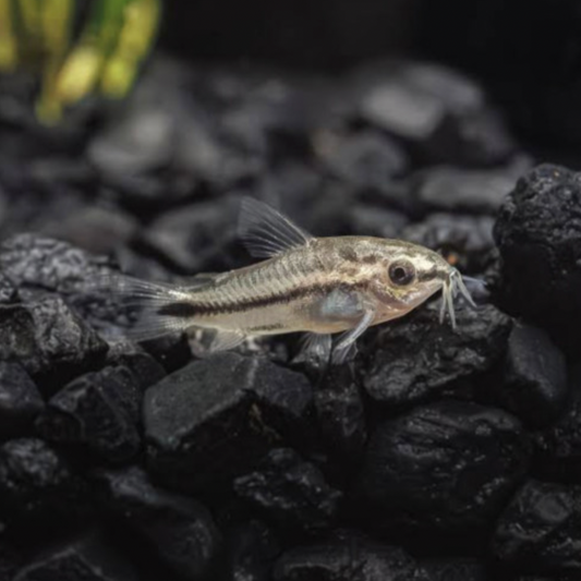 Pygmy Corydoras