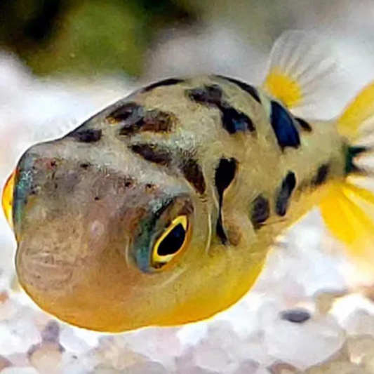 Dwarf Puffer Fish