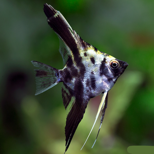 Santa Isabel Angel Fish