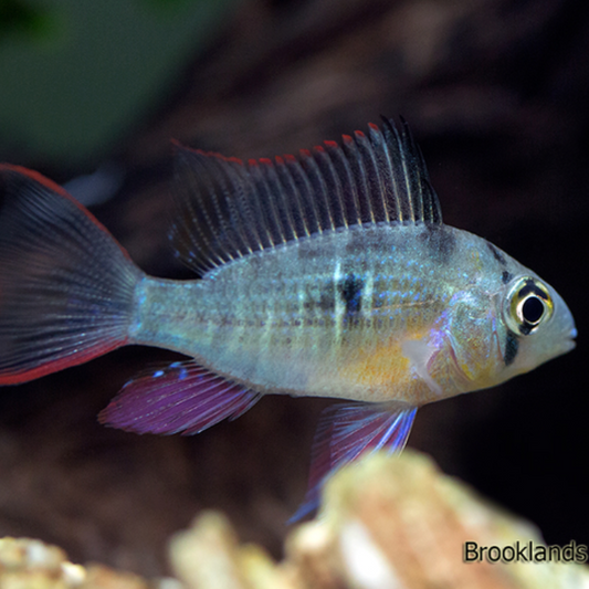 Bolivian Dwarf Ram
