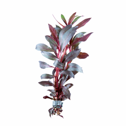 Tropical Plants - various