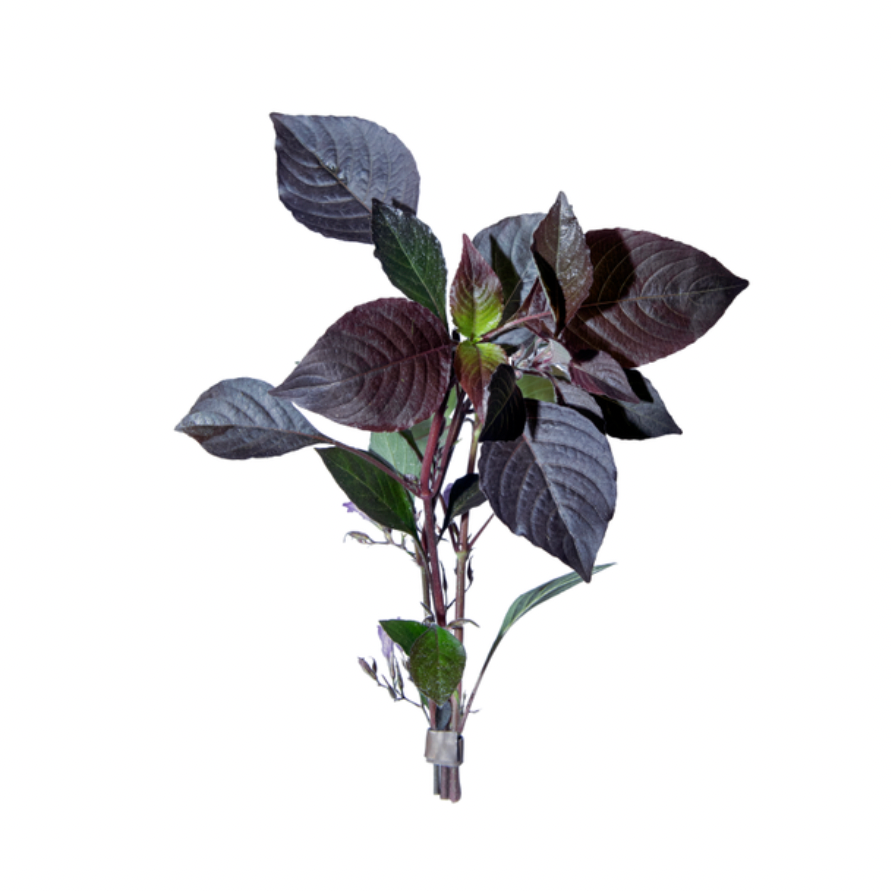 Tropical Plants - various