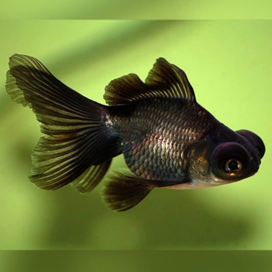Black Moor Goldfish