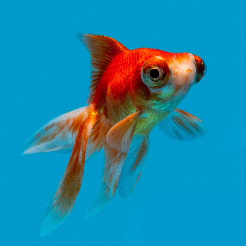Bubble Eye Goldfish
