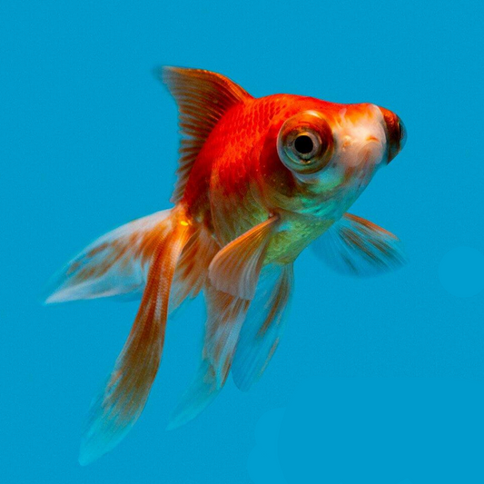 Bubble Eye Goldfish