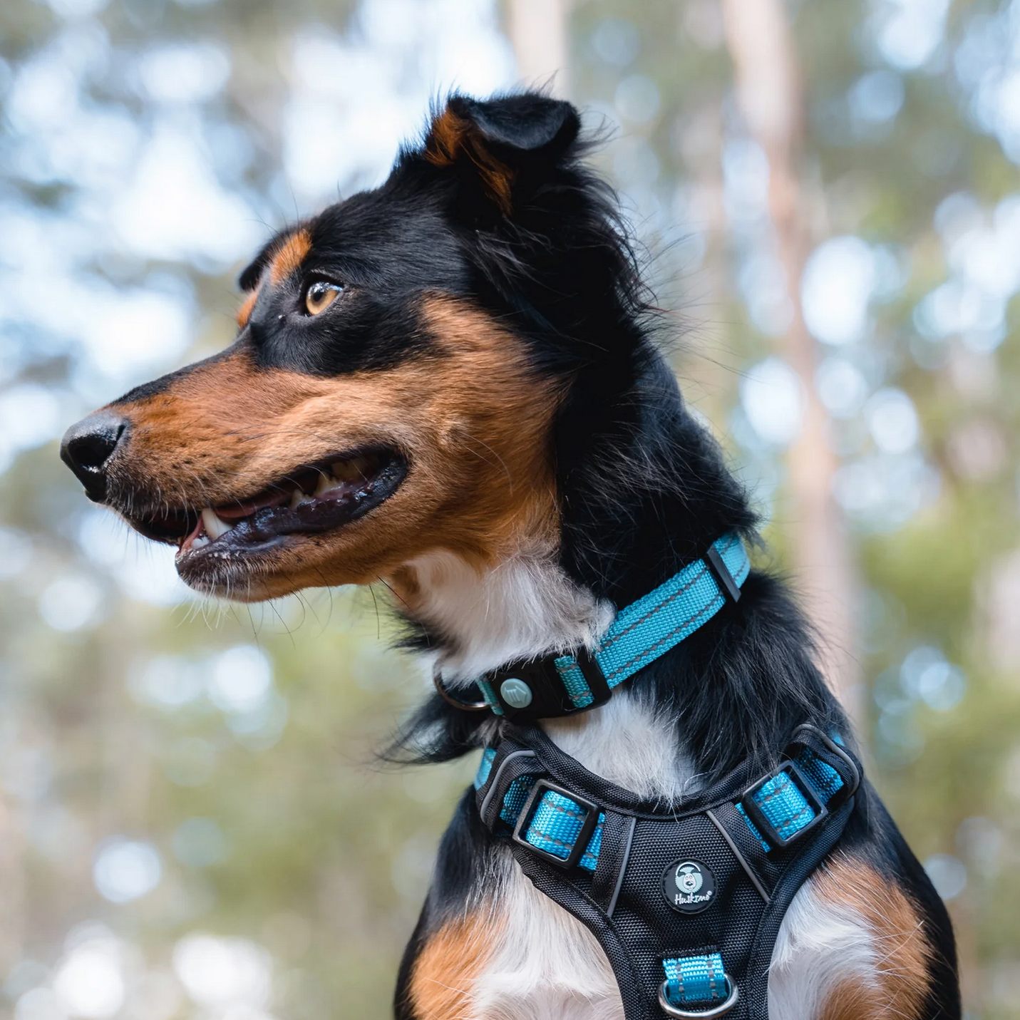 Huskimo Dog Collars | Little Beasts Pet Shop