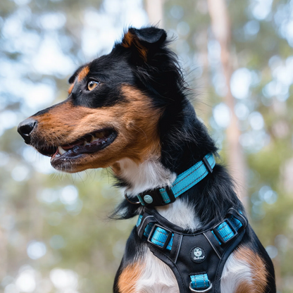 Huskimo Dog Collars | Little Beasts Pet Shop
