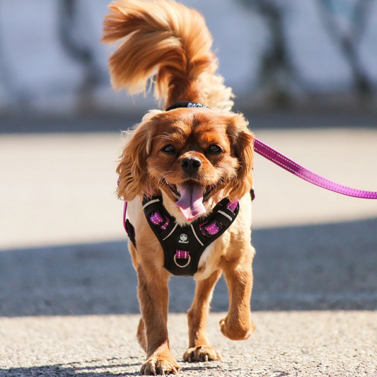 Huskimo Ultimate Harness