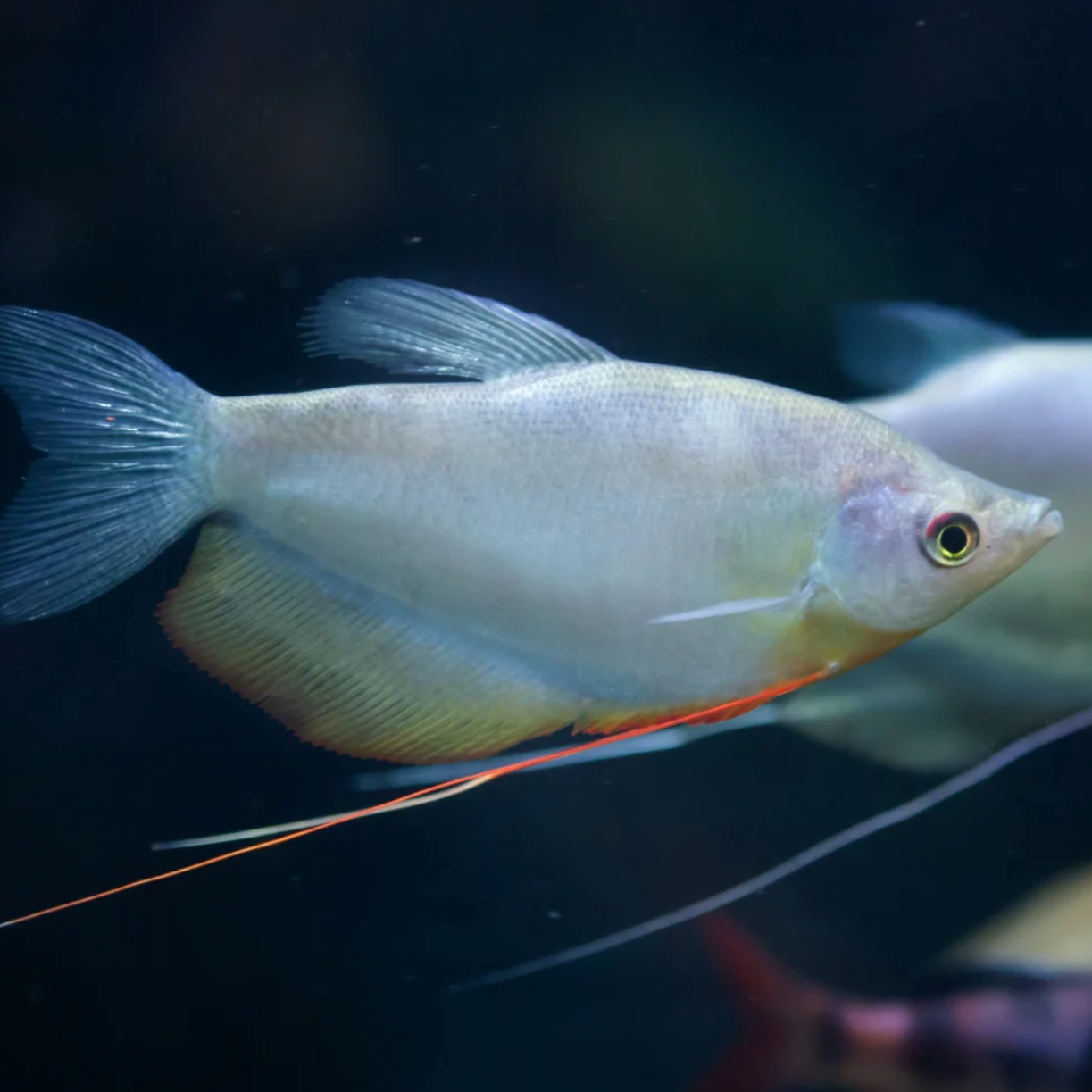 Moonlight Gourami