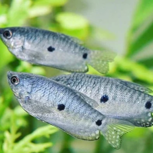 Blue Three Spot Gourami