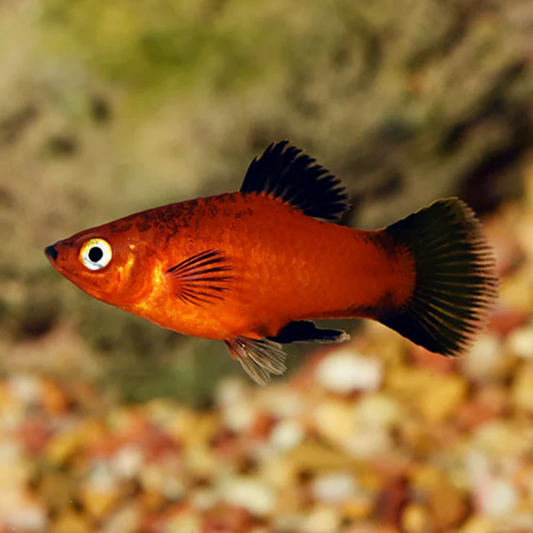 Red Wagtail Platy
