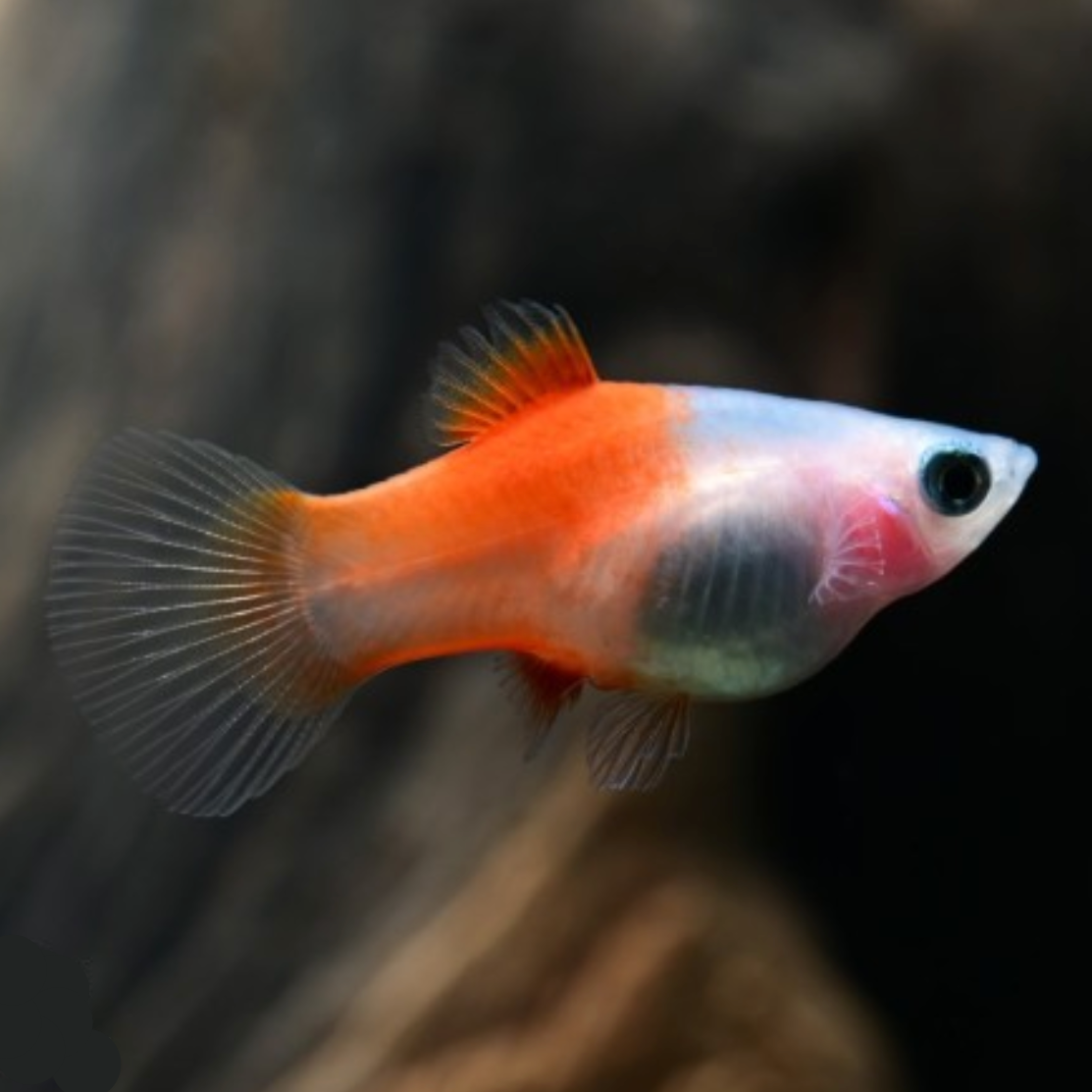 Red Top Silver Platy
