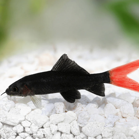 Red Tail Shark
