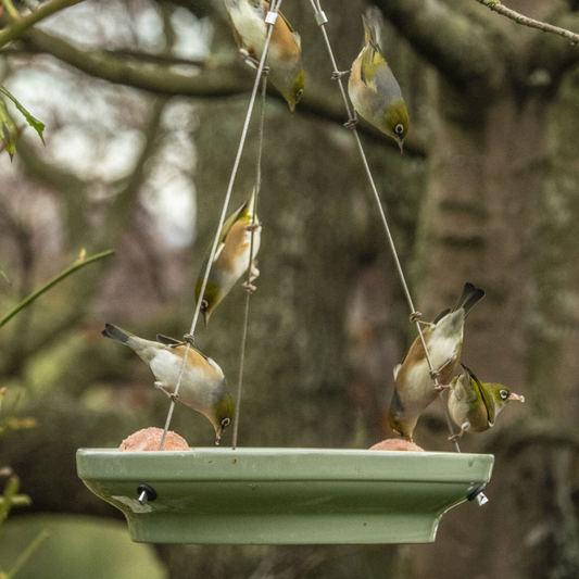Splash & Feed