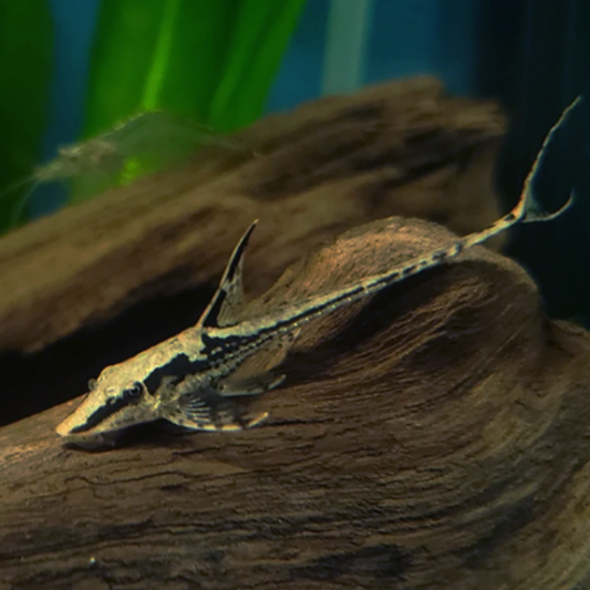 Royal Whiptail Catfish