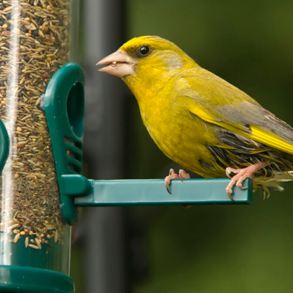 Wild Bird Seed Snacker