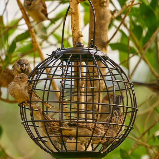 The Little Bird Feeder