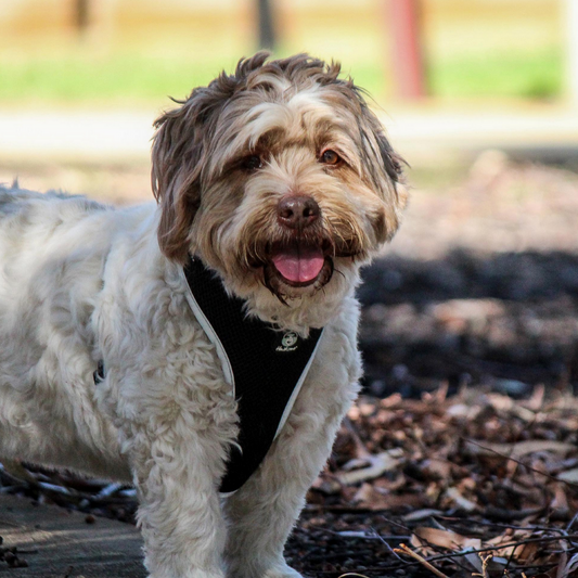 Huskimo Easyfit Harness