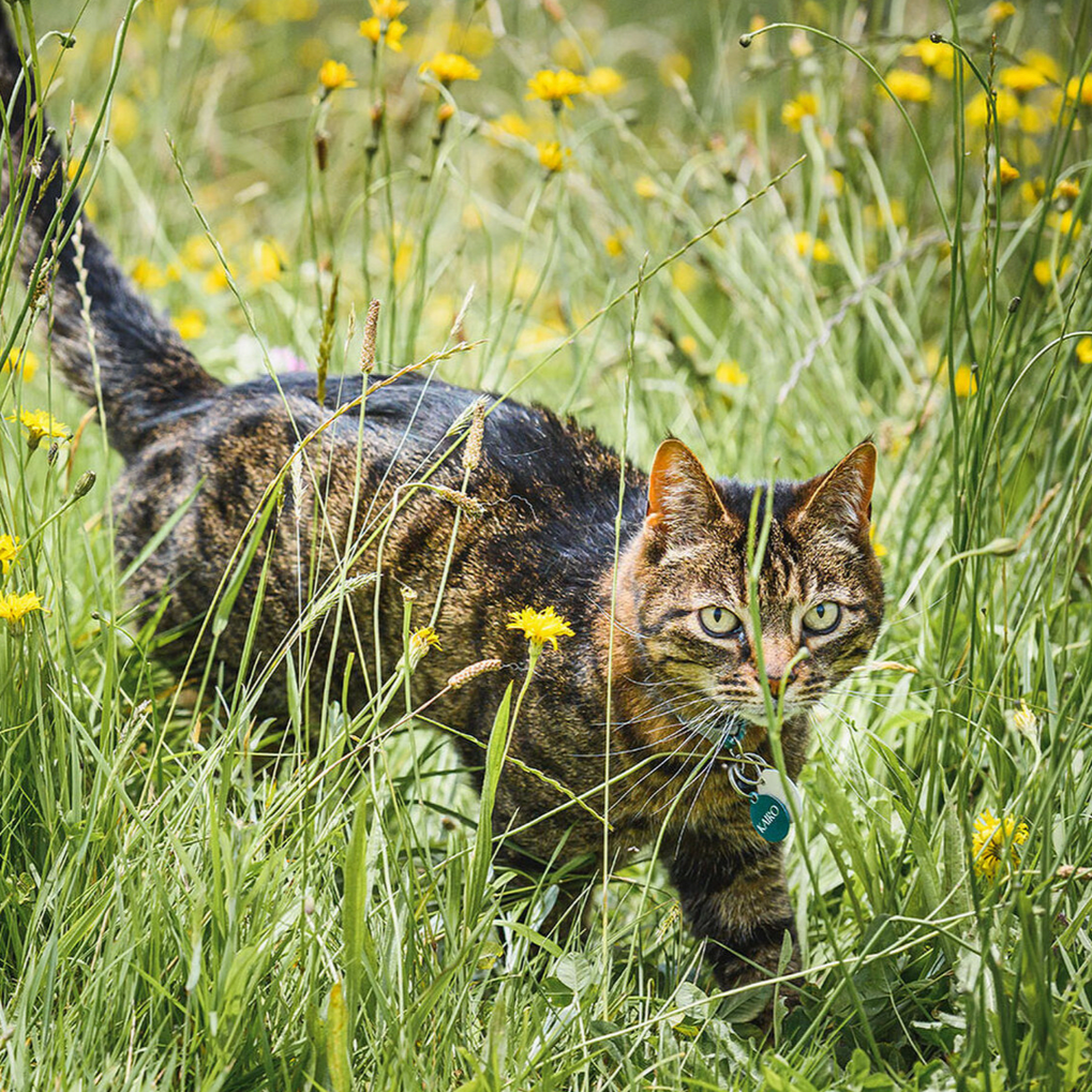 Taste of the Wild Rocky Mountain Feline Formula – Venison & Salmon