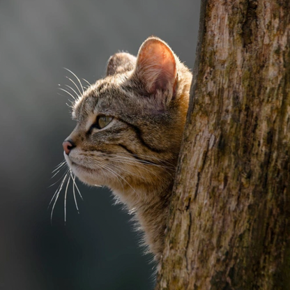 Taste of the Wild Canyon River Feline Formula – Trout & Salmon